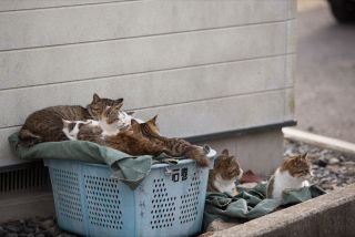 Illustration for article titled The Perfect Beauty of Cat Island